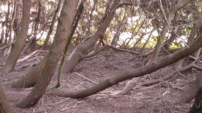 Парк Тростянец - зеленый памятник человеческому труду и природе.