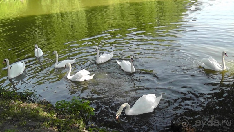 Парк Тростянец - зеленый памятник человеческому труду и природе.
