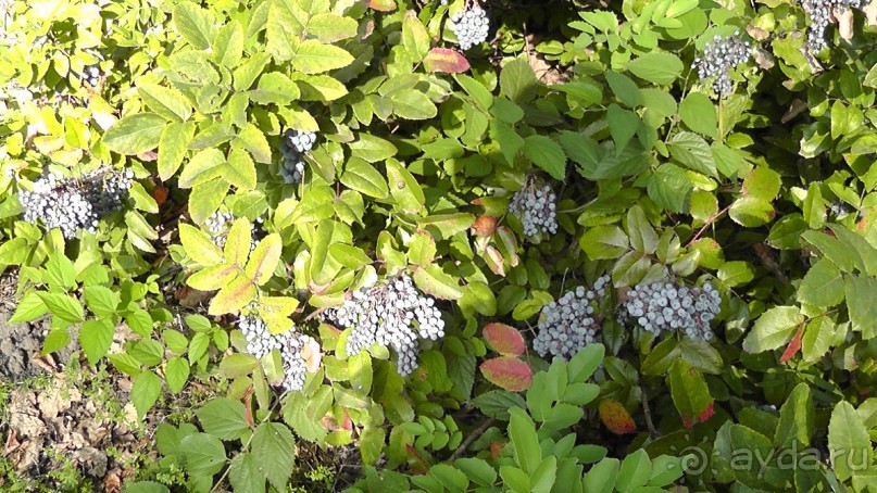 Парк Тростянец - зеленый памятник человеческому труду и природе.