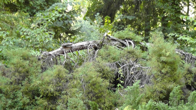 Парк Тростянец - зеленый памятник человеческому труду и природе.
