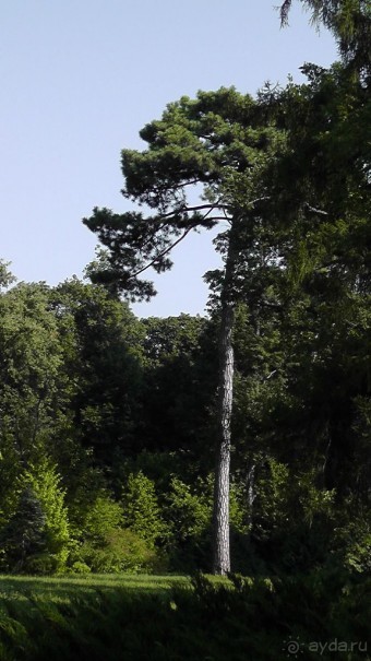 Парк Тростянец - зеленый памятник человеческому труду и природе.