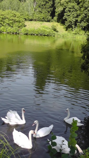 Парк Тростянец - зеленый памятник человеческому труду и природе.