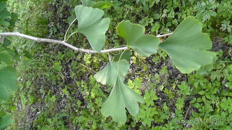 Парк Тростянец - зеленый памятник человеческому труду и природе.