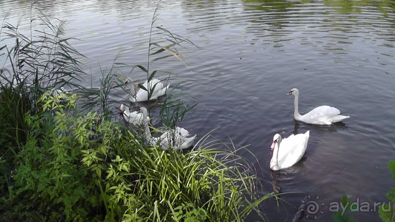 Парк Тростянец - зеленый памятник человеческому труду и природе.