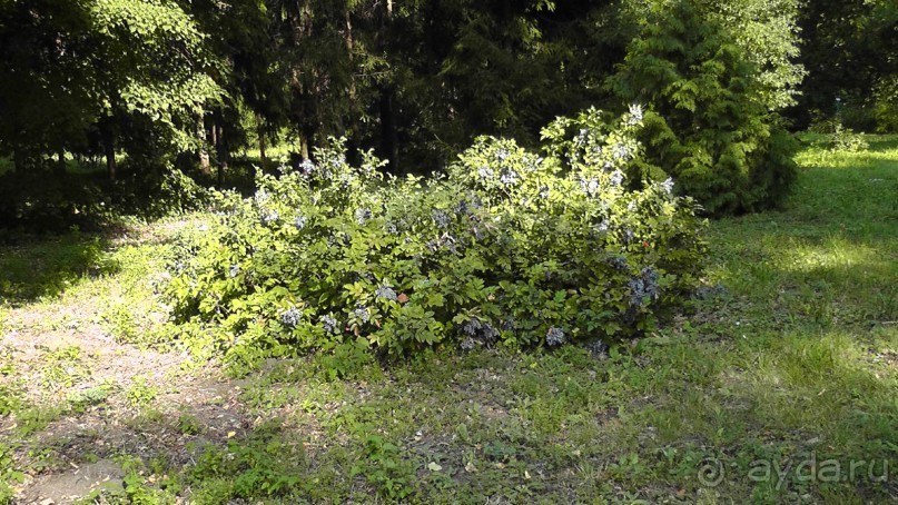 Парк Тростянец - зеленый памятник человеческому труду и природе.