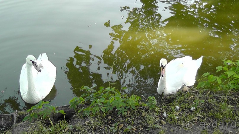 Парк Тростянец - зеленый памятник человеческому труду и природе.