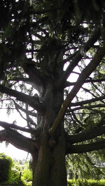 Парк Тростянец - зеленый памятник человеческому труду и природе.