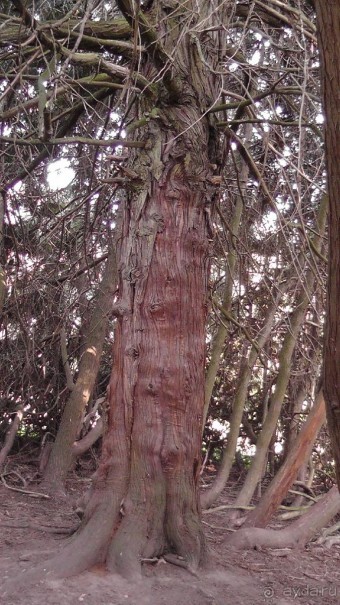 Парк Тростянец - зеленый памятник человеческому труду и природе.