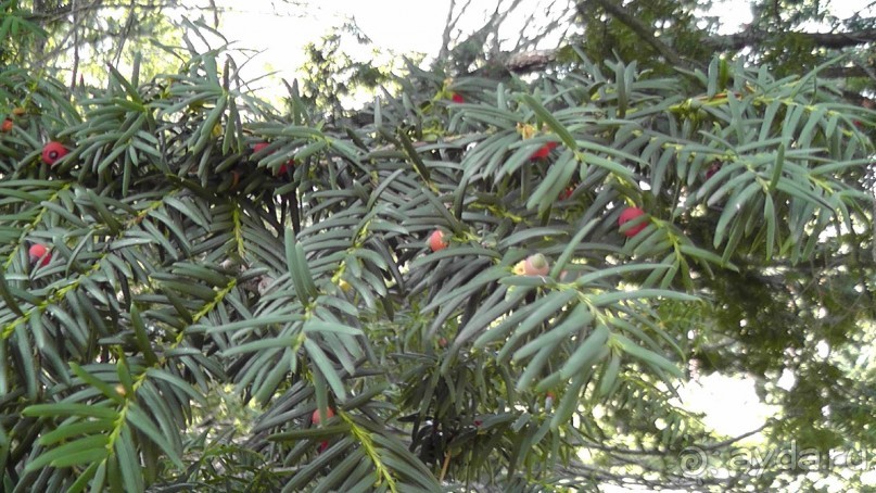 Парк Тростянец - зеленый памятник человеческому труду и природе.