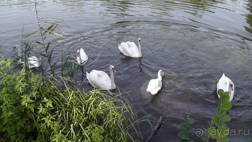 Парк Тростянец - зеленый памятник человеческому труду и природе.