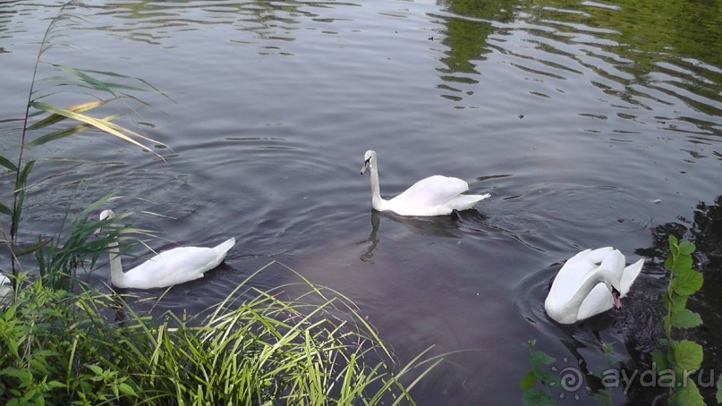 Парк Тростянец - зеленый памятник человеческому труду и природе.