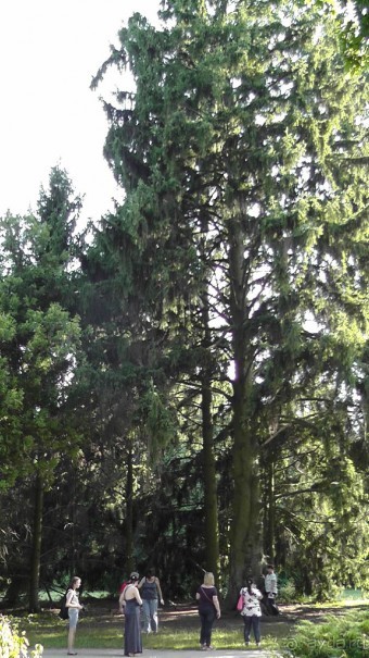 Парк Тростянец - зеленый памятник человеческому труду и природе.