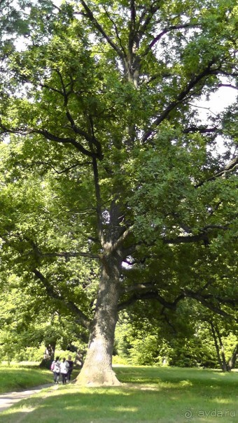 Парк Тростянец - зеленый памятник человеческому труду и природе.