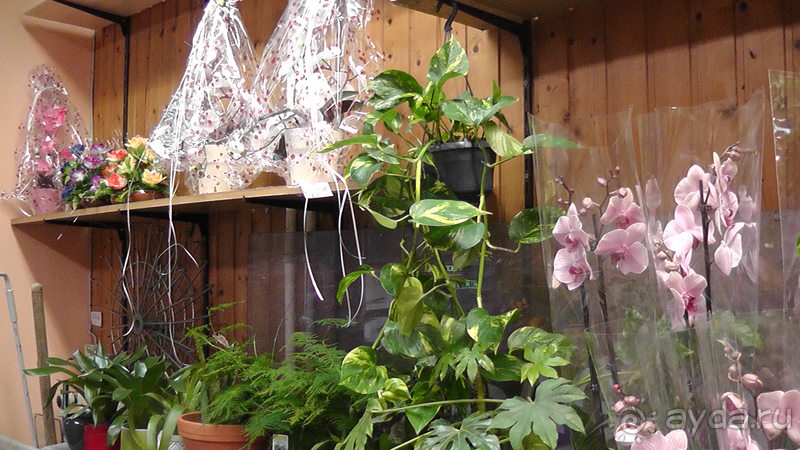 Берлин, Германия. Где живут сами берлинцы, район Пренцлауэерберг.