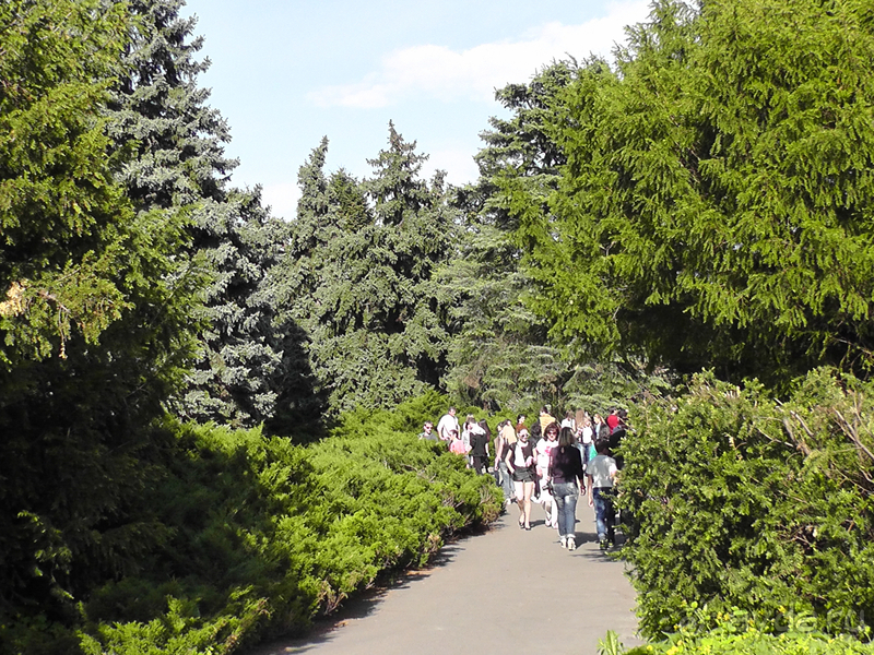  Ботанический сад, Киев. Весна-лето, осень-зима, а в середине Вечность! Лето.