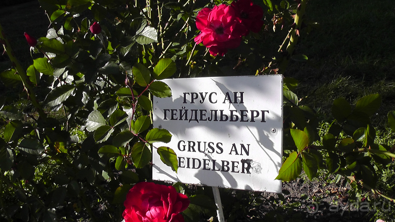  Ботанический сад, Киев. Весна-лето, осень-зима, а в середине Вечность! Лето.