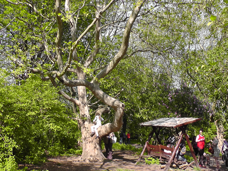  Ботанический сад, Киев. Весна-лето, осень-зима, а в середине Вечность! Лето.