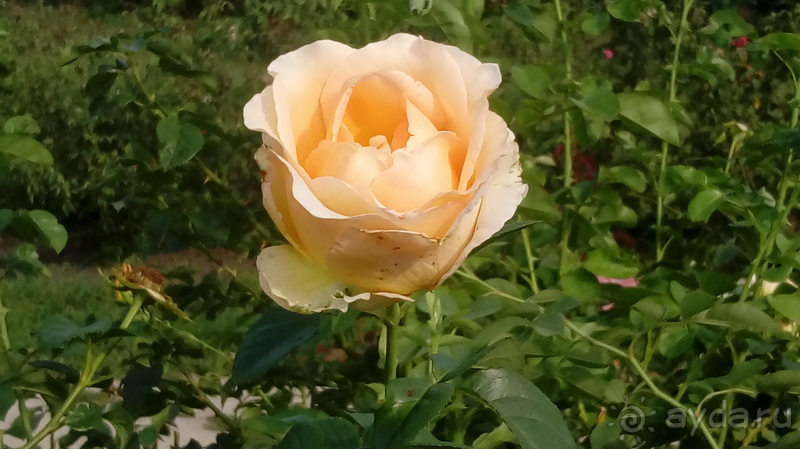 Ботанический сад, Киев. Весна-лето, осень-зима, а в середине Вечность! Лето. Ботанический сад, Киев. Весна-лето, осень-зима, а в середине Вечность! Лето.