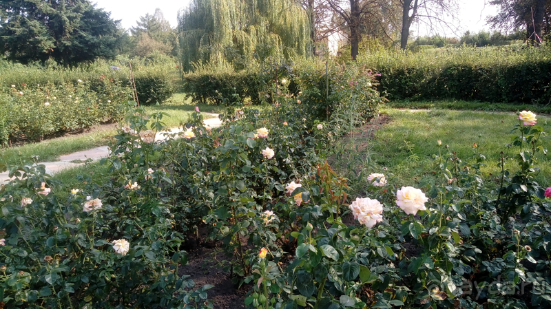  Ботанический сад, Киев. Весна-лето, осень-зима, а в середине Вечность! Лето.