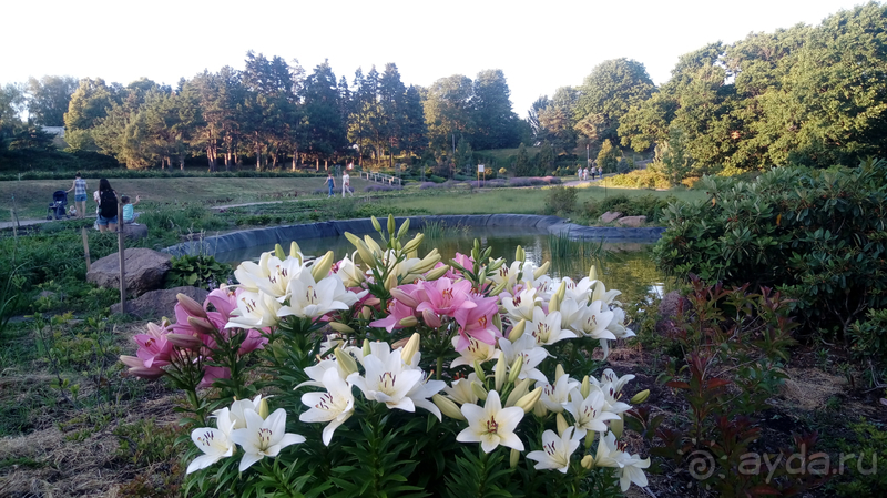  Ботанический сад, Киев. Весна-лето, осень-зима, а в середине Вечность! Лето.