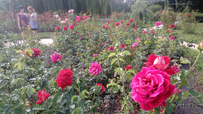  Ботанический сад, Киев. Весна-лето, осень-зима, а в середине Вечность! Лето.