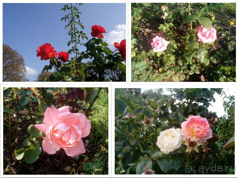 Ботанический сад, Киев. Весна-лето, осень-зима, а в середине Вечность! Лето. Ботанический сад, Киев. Весна-лето, осень-зима, а в середине Вечность! Лето.