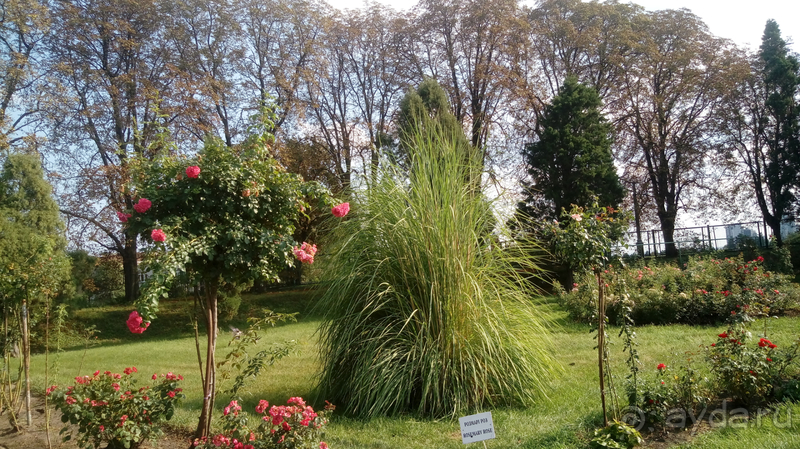  Ботанический сад, Киев. Весна-лето, осень-зима, а в середине Вечность! Лето.