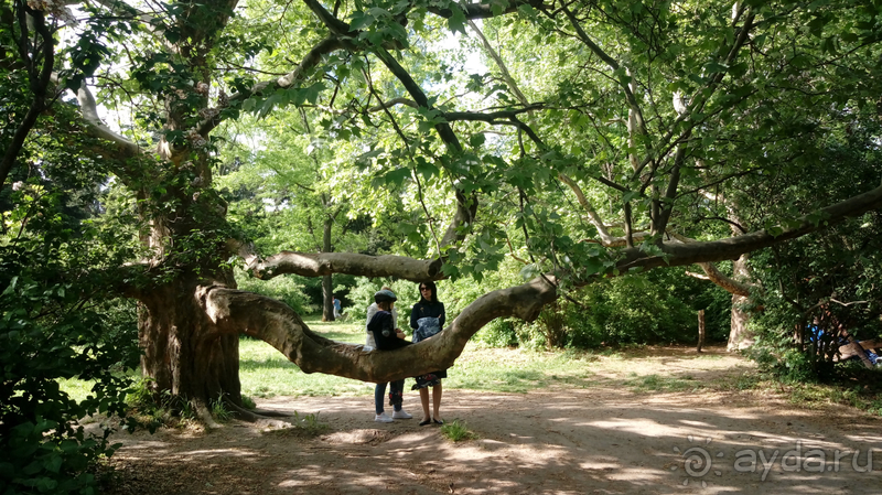  Ботанический сад, Киев. Весна-лето, осень-зима, а в середине Вечность! Лето.