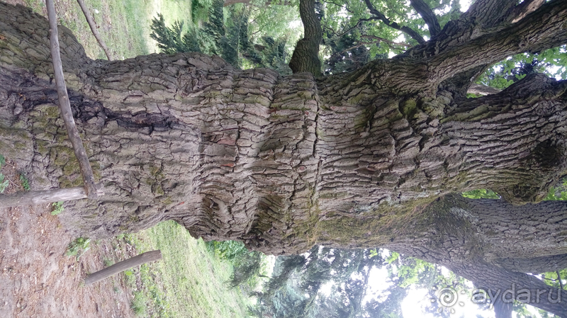  Ботанический сад, Киев. Весна-лето, осень-зима, а в середине Вечность! Лето.