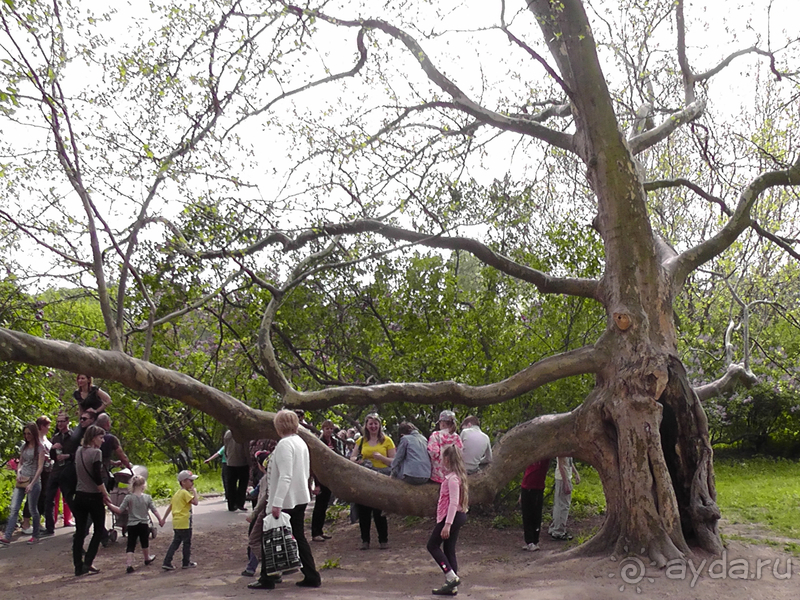  Ботанический сад, Киев. Весна-лето, осень-зима, а в середине Вечность! Лето.