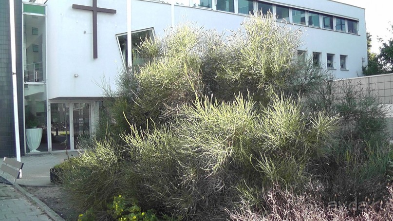 Бельгия, Нидерланды. «Гулять, так гулять!». Бытовые зарисовки.