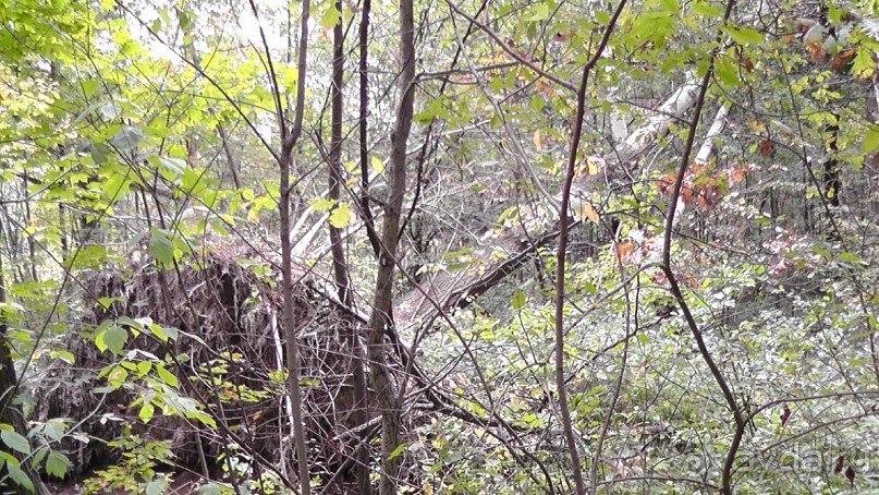 Москва - всё в этом слове! Измайлово, парк и Кремль.