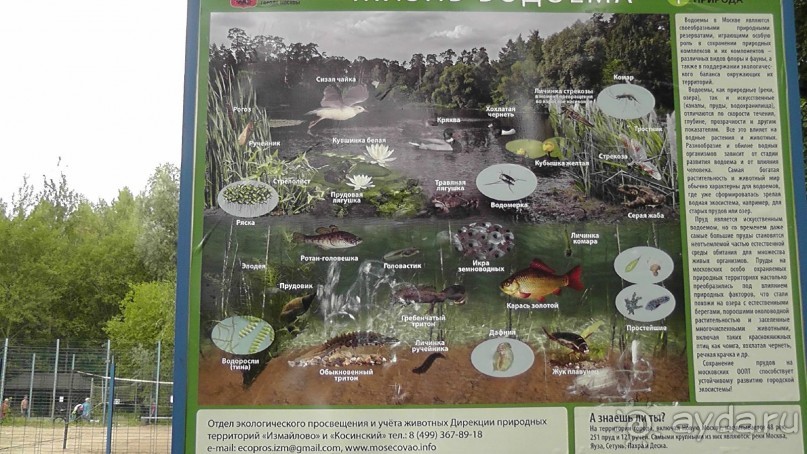 Москва - всё в этом слове! Измайлово, парк и Кремль.