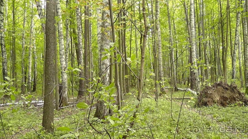 Москва - всё в этом слове! Измайлово, парк и Кремль.