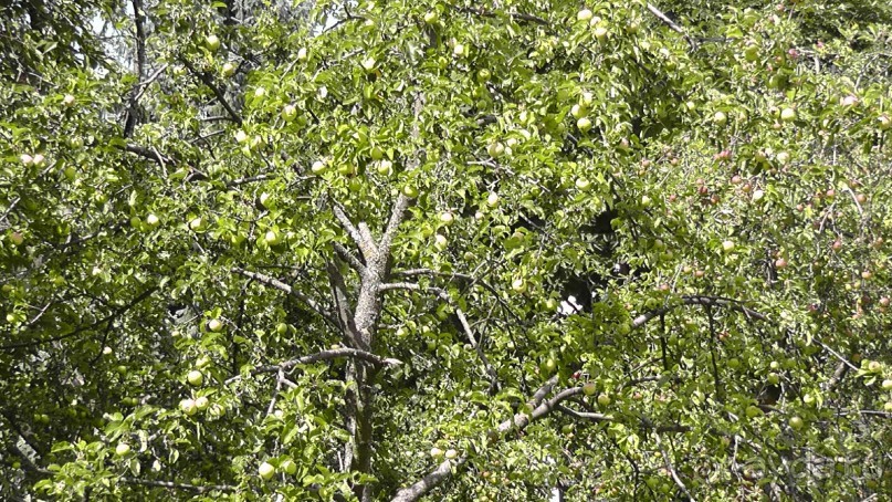 Чернигов - северный оплот Киевской Руси
