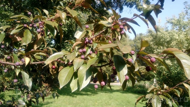 Замок Радомысль – современная достопримечательность Полесья