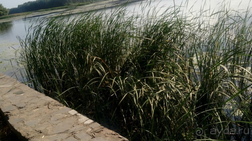 Замок Радомысль – современная достопримечательность Полесья