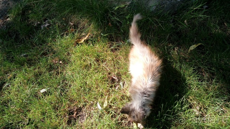 Замок Радомысль – современная достопримечательность Полесья