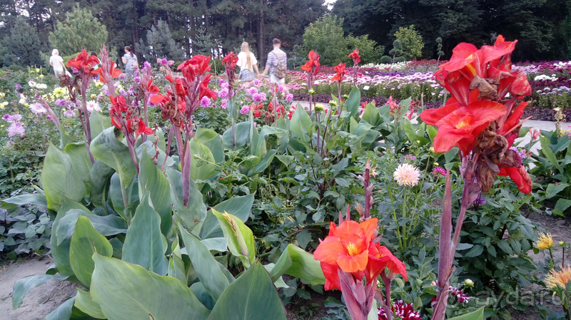 Альбом отзыва "Киев, Ботанический сад. Весна-лето, осень-зима, а в середине Вечность! Осень."