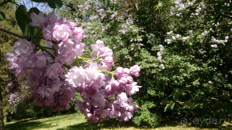 г. Умань. Парк 