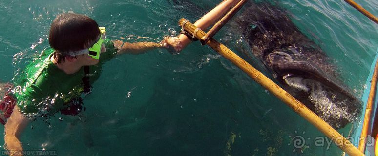 Как я плавал с акулой!