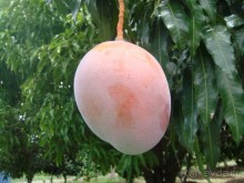  В первый раз в Доминикане