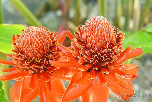  В первый раз в Доминикане