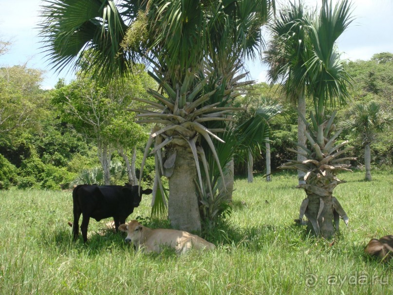  В первый раз в Доминикане