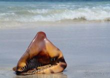 В первый раз в Доминикане