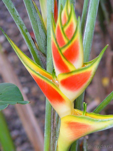  В первый раз в Доминикане