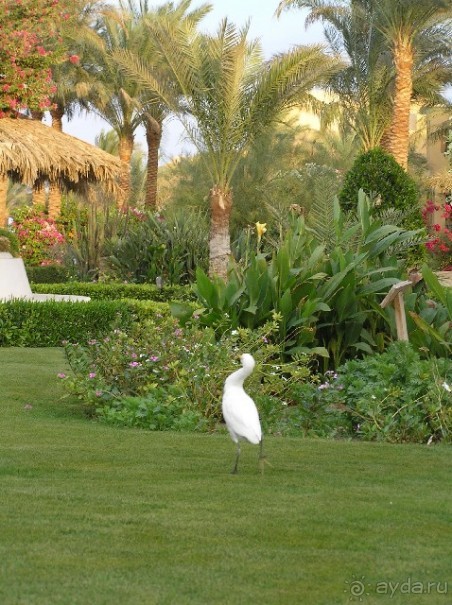 фото Jaz Makadina