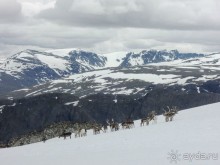 Северные олени