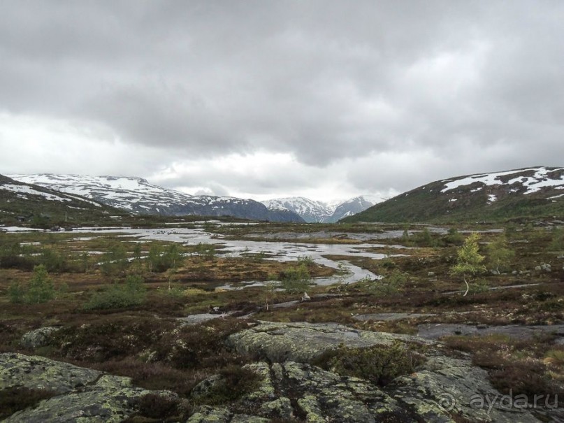 Лесотундра