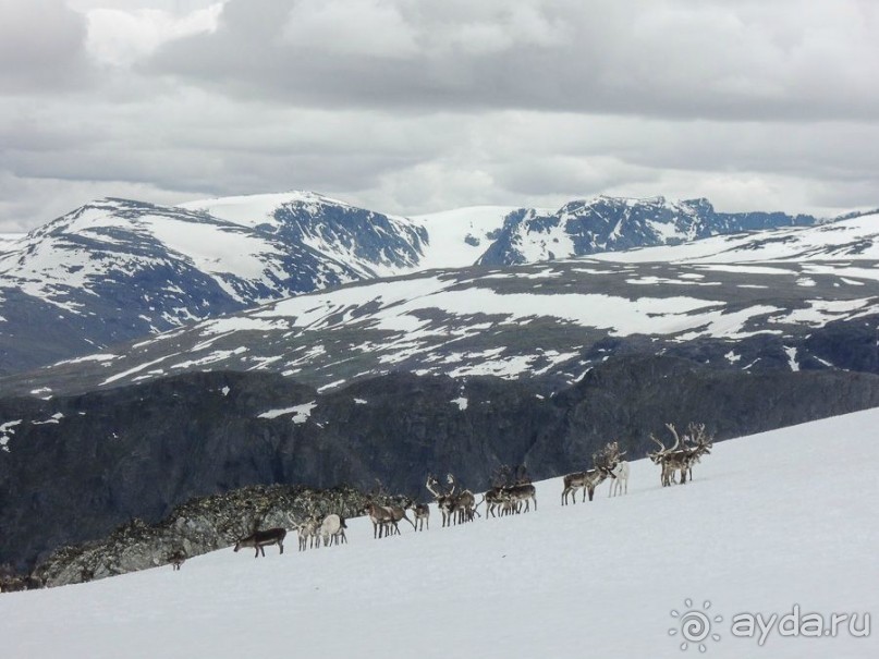 Северные олени